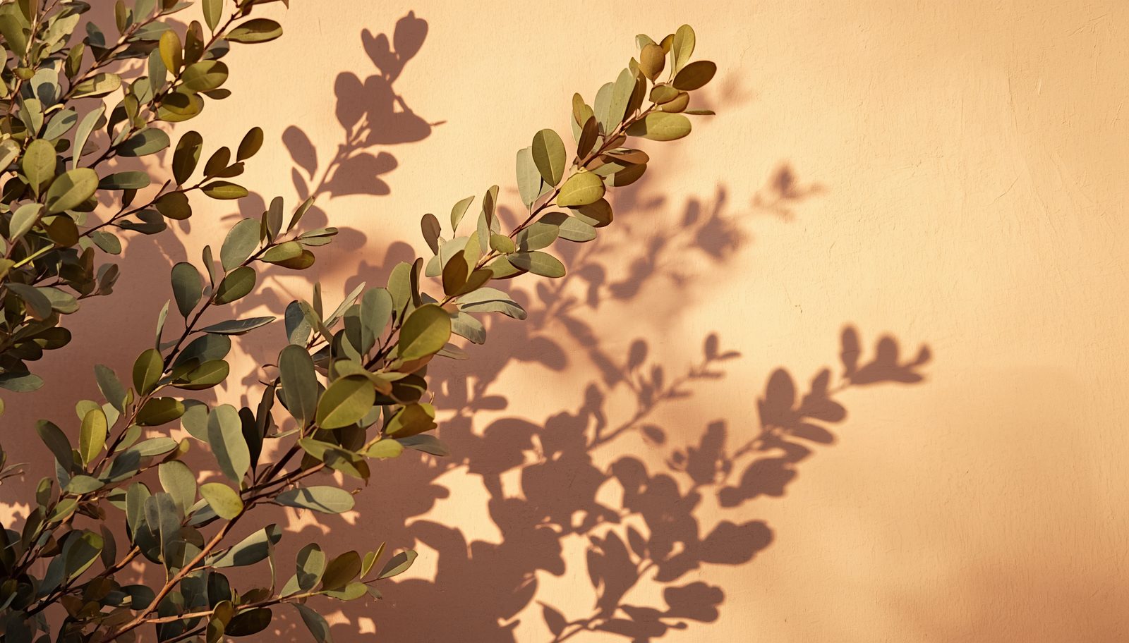 Eucalyptus branches and their soft shadows on a warm peachy wall — connection, light, and shape.